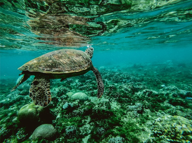 Swimming with Turtles in Akumal: When, Where, and How to Do It