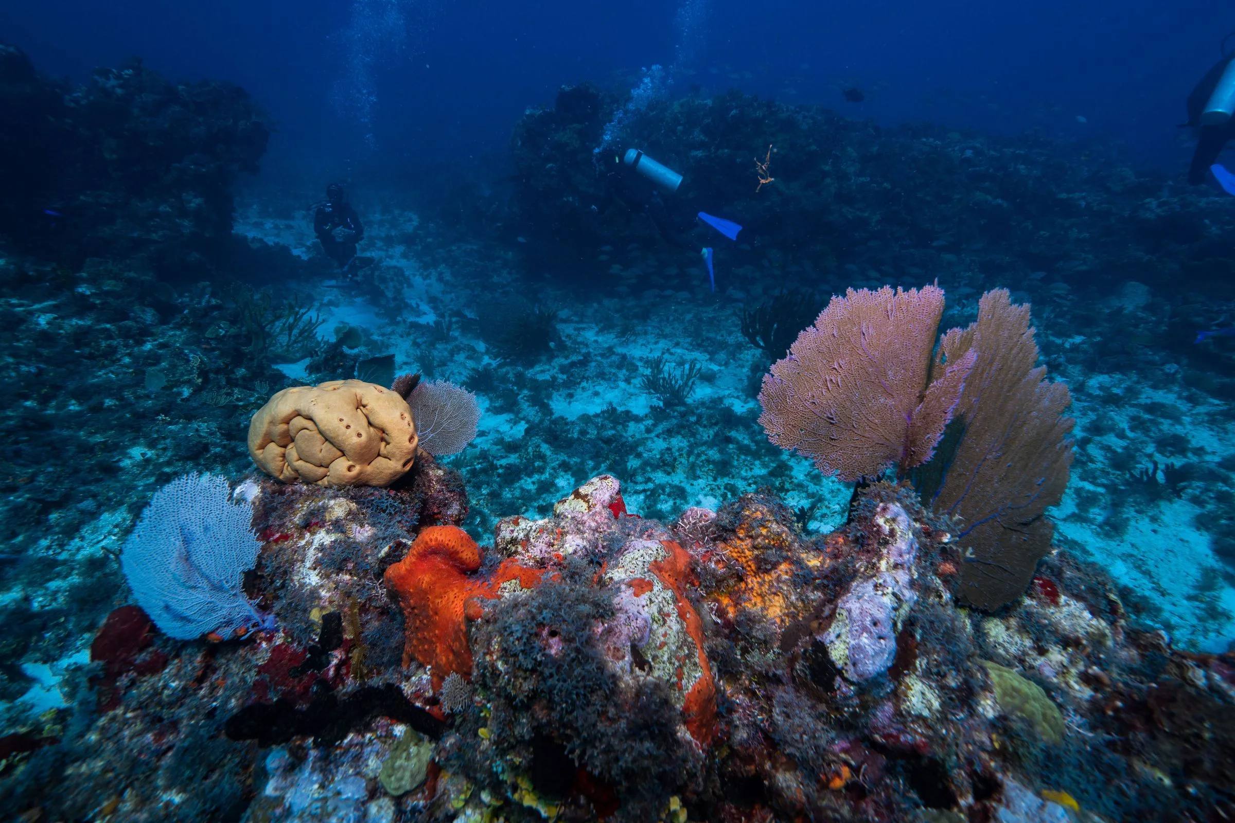 Arrecife de coral con abanicos de mar y buzos al fondo