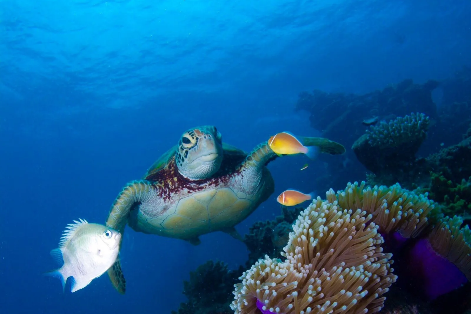 Tortuga marina nadando sobre un arrecife de coral